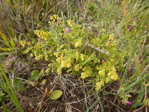 Hermannia alnifolia, photograph 2