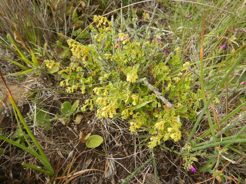 Hermannia alnifolia, photograph 3