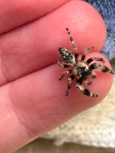 canopy jumping spider