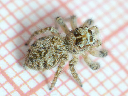 Red-bellied Jumping Spider
