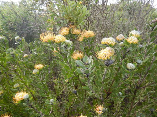 Leucospermum praecox, photograph 5
