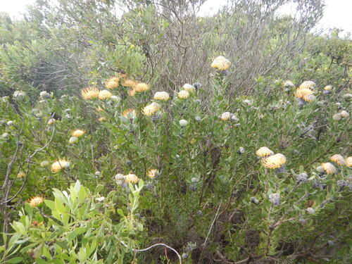 Leucospermum praecox, photograph 6