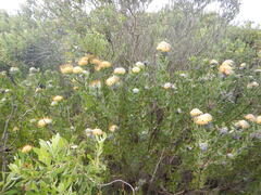 Leucospermum praecox, photograph (c) James Deacon, some rights reserved (CC BY-SA)
