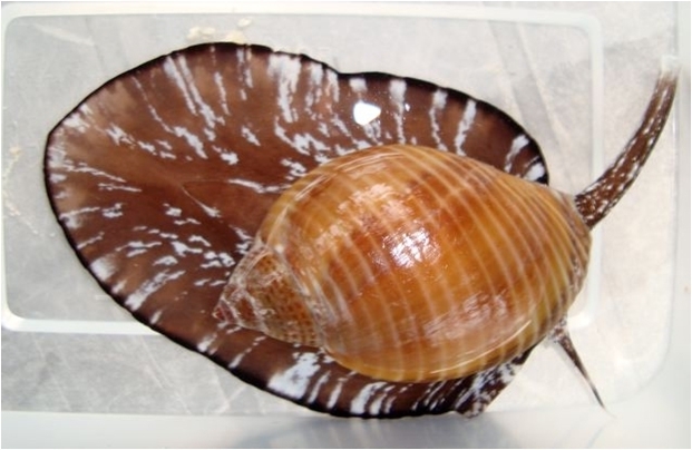 Tun Snails