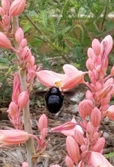 Xylocopa