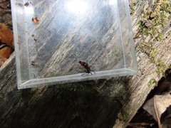 Hesperus baltimorensis