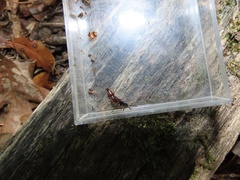 Hesperus baltimorensis