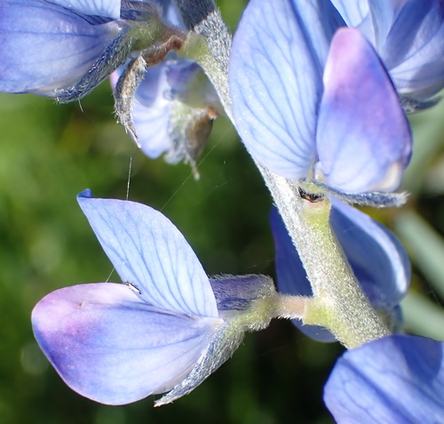 Lupinus angustifolius, photograph 6