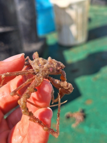 Leach's spider crab, Grecia, photo 9 of 10