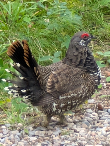 Spruce Grouse