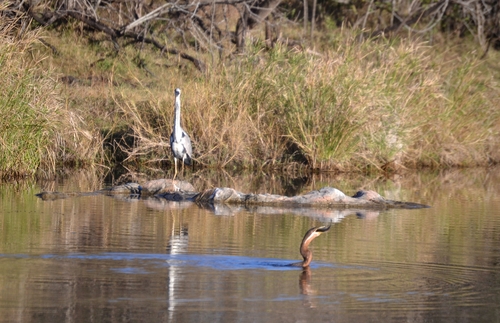 iNaturalist image