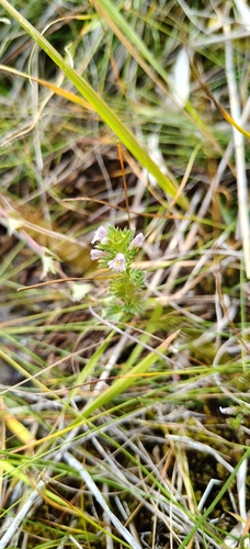 Euphrasia stricta, photograph 6