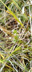 Euphrasia stricta, photograph (c) Полина Полежанкина, some rights reserved (CC BY)