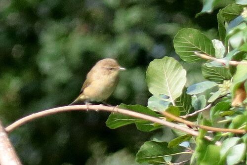 Common Chiffchaff