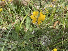Hippocrepis comosa