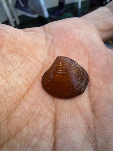 Astarte fusca observed 2026-09-02