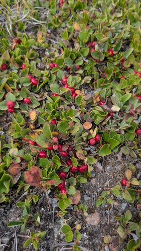 Gaultheria humifusa, photograph 2
