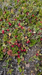 Gaultheria humifusa, photograph author not stated, no rights reserved