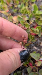 Kalmia microphylla, photograph author not stated, no rights reserved