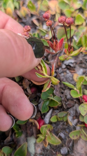 Kalmia microphylla, photograph 6
