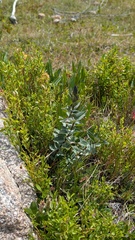 Gentiana parryi