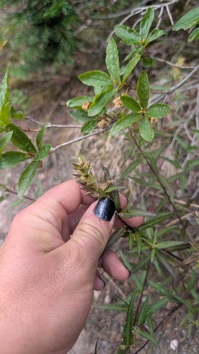 Pedicularis racemosa, photograph 6