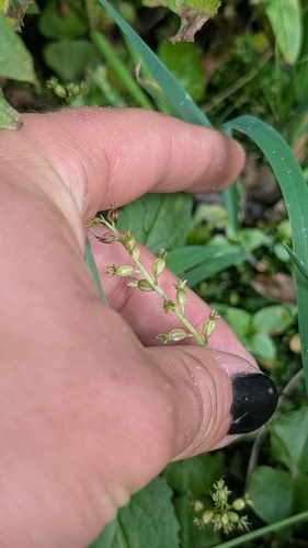 Neottia cordata, photograph 3