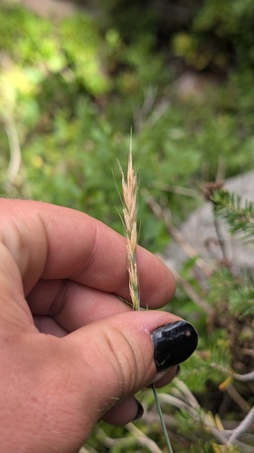 Elymus glaucus, photograph 6