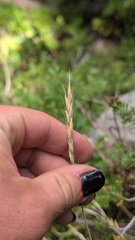 Elymus glaucus, photograph author not stated, no rights reserved