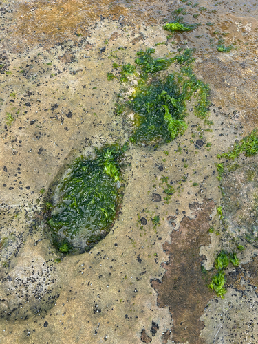 Ulva observed 2026-09-01