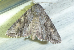 Achatia distincta
