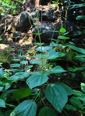 Boehmeria macrophylla