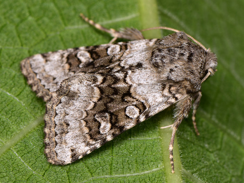 Broad-barred White, photo 3 of 10