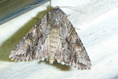 Achatia distincta