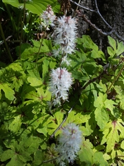 Tiarella stolonifera