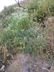 Chaenactis artemisiifolia