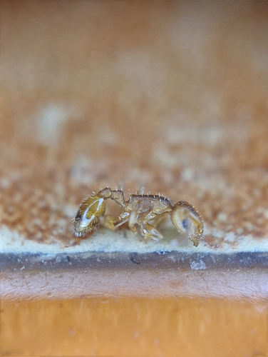 Temnothorax turcicus