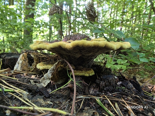 European Dyer's Polypore
