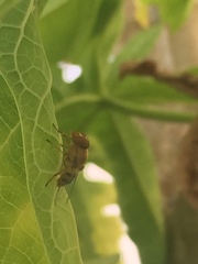 Copestylum sexmaculatum