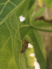 Copestylum sexmaculatum