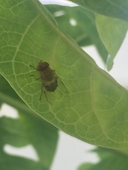 Copestylum sexmaculatum