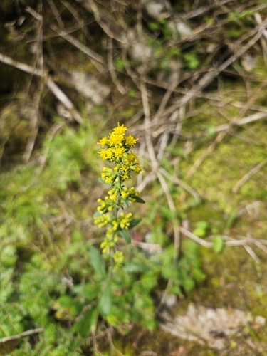 Solidago hispida, photograph 4