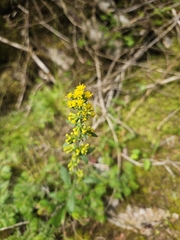 Solidago hispida, photograph author not stated, no rights reserved