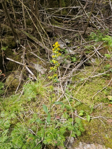 Solidago hispida, photograph 5