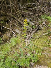Solidago hispida, photograph author not stated, no rights reserved