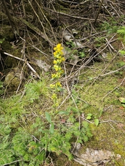Solidago hispida, photograph author not stated, no rights reserved