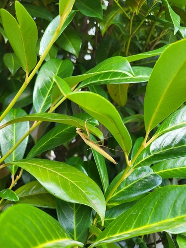 European Mantis