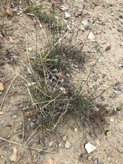 Alopecurus magellanicus