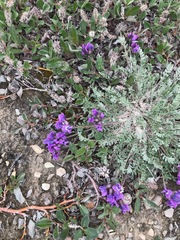 Oxytropis arctica arctica