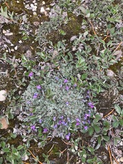Oxytropis arctica arctica